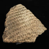 縄文土器 縄文中期 東北・北海道地域  59mm陶片  29.0g  (ID:13327)