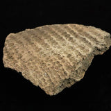 縄文土器 縄文中期 東北・北海道地域  59mm陶片  29.0g  (ID:13327)