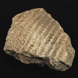 縄文土器 縄文中期 東北・北海道地域  59mm陶片  29.0g  (ID:13327)