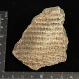 縄文土器 縄文中期 東北・北海道地域  59mm陶片  29.0g  (ID:13327)