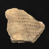 縄文土器 縄文中期 東北・北海道地域  59mm陶片  29.0g  (ID:13327)