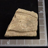 縄文土器 縄文中期 東北・北海道地域  42mm陶片  15.5g  (ID:15205)