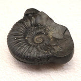 シャリグラム サリグラム アンモナイト化石　聖石  270g (ID:15486)