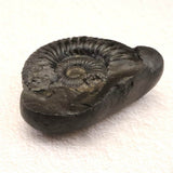 シャリグラム サリグラム アンモナイト化石　聖石  270g (ID:15486)