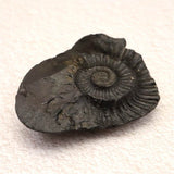 シャリグラム サリグラム アンモナイト化石　聖石  270g (ID:15486)