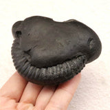 シャリグラム サリグラム アンモナイト化石　聖石  270g (ID:15486)