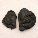 シャリグラム サリグラム アンモナイト化石　聖石  270g (ID:15486)