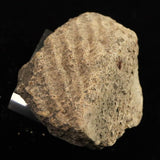 縄文土器 縄文中期 東北・北海道地域  50mm陶片  29.4g  (ID:17281)