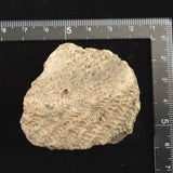 縄文土器 縄文中期 東北・北海道地域  50mm陶片  29.4g  (ID:17281)