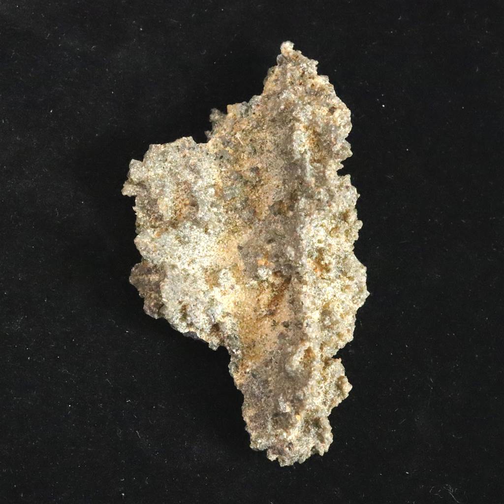 化石　C-31 化石 C-31 化石 C-31 ポケモンカード】 ずがいの化石 C | トレカの