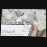 レムリアンシード AA 20mm勾玉 保証書付 2.46g (ID:22508)