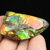 アンモライト アンモナイト化石　スライス　原石　11.7ｇ (ID:28322)