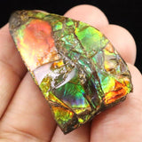 アンモライト アンモナイト化石　スライス　原石　11.7ｇ (ID:28322)