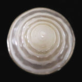 バリ島産 天然　ホワイト ケオン リング　12号  9.1g (ID:29293)