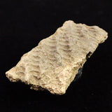 縄文土器 縄文中期 東北・北海道地域  44mm陶片  12.5g  (ID:30477)