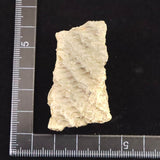 縄文土器 縄文中期 東北・北海道地域  44mm陶片  12.5g  (ID:30477)