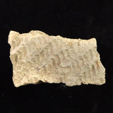 縄文土器 縄文中期 東北・北海道地域  44mm陶片  12.5g  (ID:30477)