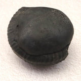 シャリグラム サリグラム アンモナイト化石　聖石  480g (ID:30870)