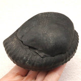 シャリグラム サリグラム アンモナイト化石　聖石  480g (ID:30870)