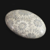 フォッシルコーラル　化石珊瑚　33mmオーバル ルース 6.1g　 (ID:31294)