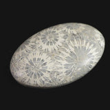 フォッシルコーラル　化石珊瑚　33mmオーバル ルース 6.1g　 (ID:31294)