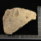 縄文土器 縄文中期 東北・北海道地域  76mm陶片  32.9g  (ID:34359)