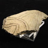 縄文土器 縄文中期 東北・北海道地域  99mm陶片   77.0g  (ID:36219)