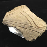 縄文土器 縄文中期 東北・北海道地域  99mm陶片   77.0g  (ID:36219)