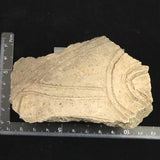 縄文土器 縄文中期 東北・北海道地域  99mm陶片   77.0g  (ID:36219)