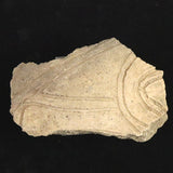 縄文土器 縄文中期 東北・北海道地域  99mm陶片   77.0g  (ID:36219)