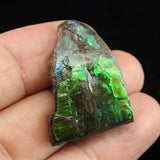 アンモライト アンモナイト化石　スライス　原石　5.8ｇ (ID:37005)