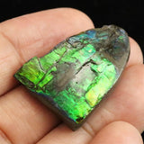 アンモライト アンモナイト化石　スライス　原石　5.8ｇ (ID:37005)