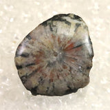 岐阜県根尾谷産 菊花石 13.7g (ID:39076)