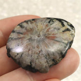 岐阜県根尾谷産 菊花石 13.7g (ID:39076)