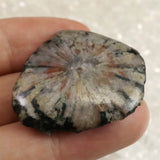 岐阜県根尾谷産 菊花石 13.7g (ID:39076)