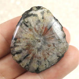 岐阜県根尾谷産 菊花石 13.7g (ID:39076)