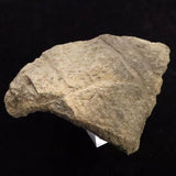 縄文土器 縄文中期 東北・北海道地域  64mm陶片  43.0g  (ID:40500)