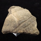 縄文土器 縄文中期 東北・北海道地域  64mm陶片  43.0g  (ID:40500)