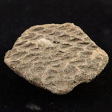 縄文土器 縄文中期 東北・北海道地域  42mm陶片  14.8g  (ID:43216)