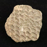 縄文土器 縄文中期 東北・北海道地域  42mm陶片  14.8g  (ID:43216)