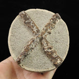 北海道石狩市産 グレンドン石 イカ石 100mm 原石 510g *希少石*  (ID:46867)