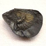 シャリグラム サリグラム アンモナイト化石　聖石  534g (ID:49636)