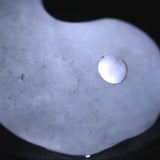 糸魚川翡翠  ヒスイ 小滝産 薄緑 21mm勾玉 ディレクトリカード付 4.29g (ID:58043)