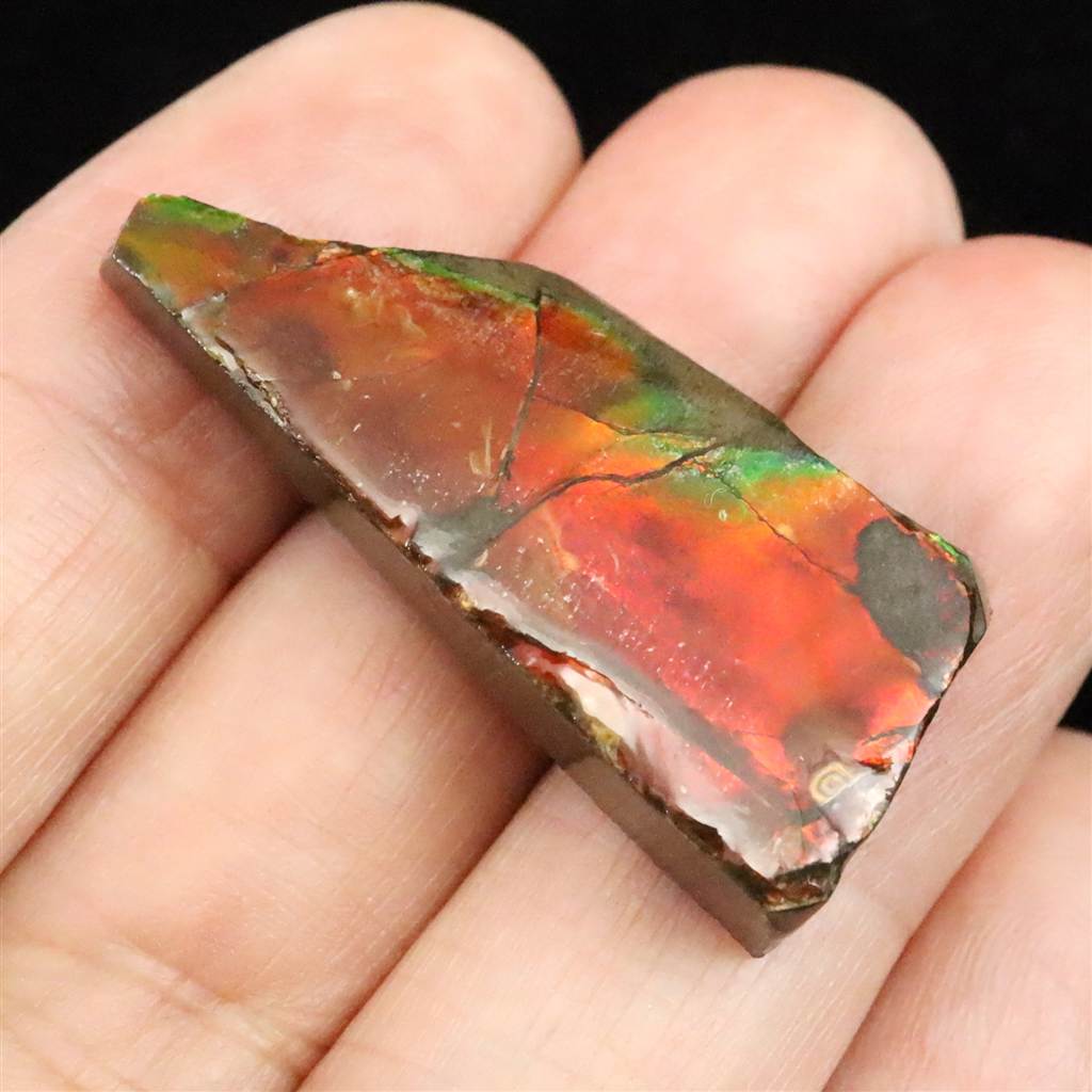 アンモライト・アンモナイトアクセサリー | 榎本通商