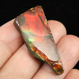 アンモライト アンモナイト化石　スライス　原石　5.05ｇ (ID:62360)