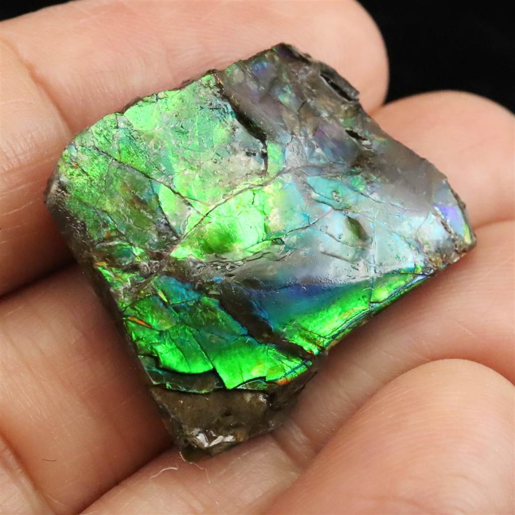 アンモライト・アンモナイトアクセサリー | 榎本通商