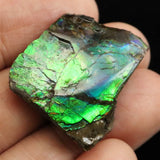 アンモライト アンモナイト化石　スライス　原石　5.5ｇ (ID:64341)