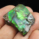 アンモライト アンモナイト化石　スライス　原石　5.5ｇ (ID:64341)