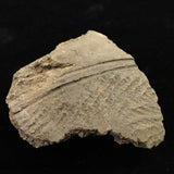 縄文土器 縄文中期 東北・北海道地域  81mm陶片  61.8g  (ID:68853)