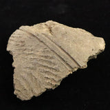 縄文土器 縄文中期 東北・北海道地域  81mm陶片  61.8g  (ID:68853)